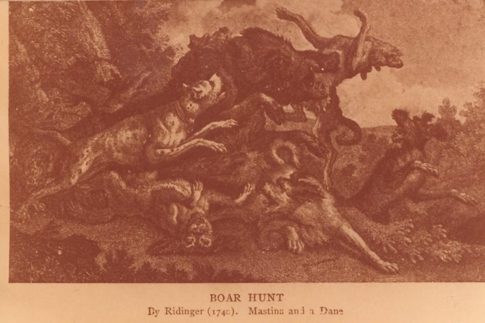 Boar Hunt